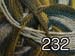 232_Evergreen_web